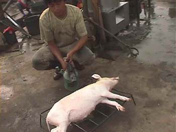 LijiangMarketPig