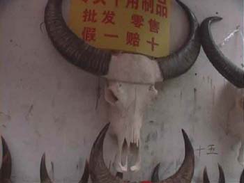 WaterBuffaloSkull